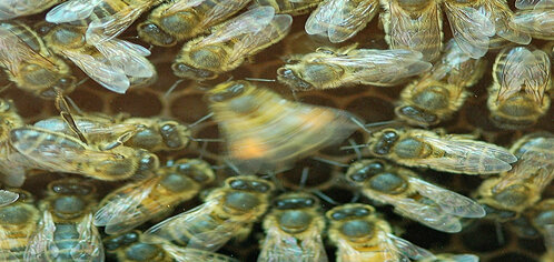 A queen bee is shown in motion surrounded by her hive.